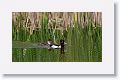 Ring-necked Duck.