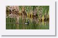 Ring-necked Duck.