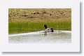 Mallard.