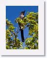 Scrub Jay.