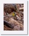 Grace's Warbler.