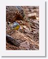 Grace's Warbler.