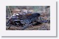 Gray-headed Junco.