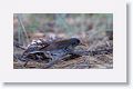 Gray-headed Junco.