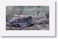 Gray-headed Junco.