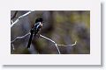 Rufous-sided Towee.