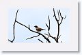 Lark Sparrow.