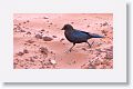 Brown-headed Cowbird.