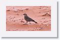 Brown-headed Cowbird (female).