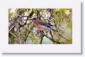 Western Bluebird (female).