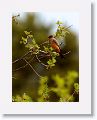 Say's Phoebe.