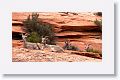 We were lucky that another photographer had already spotted a group of Desert Bighorn Sheep resting high above the road.
