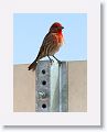 House Finch.