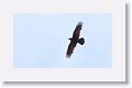 Common Raven.