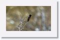 Anna's Hummingbird.