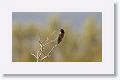 Anna's Hummingbird.