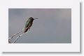 Anna's Hummingbird.