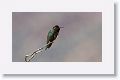 Anna's Hummingbird.