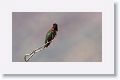 Anna's Hummingbird.