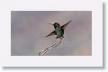 Anna's Hummingbird.
