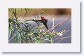 Anna's Hummingbird.
