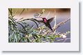 Anna's Hummingbird.