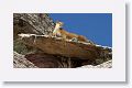 A bit of Photoshop fun with a photo of a taxidermed Mountain Lion and this outcrop on our hike,