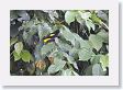 09CochaBlancoOxbow-032 * Yellow-rumped Cacique * Yellow-rumped Cacique
