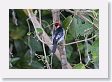 09CochaBlancoOxbow-033 * Red-capped Cardinal * Red-capped Cardinal