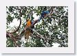 10CanopyTowerTrek-019 * Blue-and-Yellow Macaws * Blue-and-Yellow Macaws