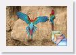 11MacawClayLick * (160 Slides)