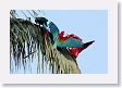 11MacawClayLick-034 * Red-and-Green Macaws * Red-and-Green Macaws