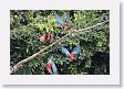 11MacawClayLick-047 * Red-and-Green Macaws * Red-and-Green Macaws