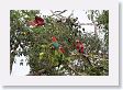 11MacawClayLick-048 * Red-and-Green Macaws * Red-and-Green Macaws