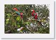 11MacawClayLick-049 * Red-and-Green Macaws * Red-and-Green Macaws