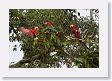 11MacawClayLick-050 * Red-and-Green Macaws * Red-and-Green Macaws