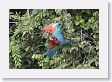 11MacawClayLick-062 * Red-and-Green Macaws * Red-and-Green Macaws