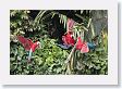11MacawClayLick-063 * Red-and-Green Macaws * Red-and-Green Macaws