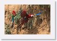 11MacawClayLick-080 * Red-and-Green Macaws * Red-and-Green Macaws