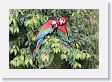 11MacawClayLick-101 * Red-and-Green Macaws * Red-and-Green Macaws