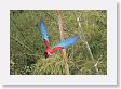 11MacawClayLick-102 * Red-and-Green Macaw * Red-and-Green Macaw