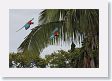 11MacawClayLick-103 * Red-and-Green Macaws * Red-and-Green Macaws