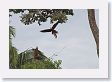 11MacawClayLick-104 * Red-and-Green Macaws * Red-and-Green Macaws