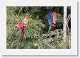 11MacawClayLick-105 * Red-and-Green Macaws * Red-and-Green Macaws