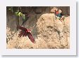 11MacawClayLick-131 * Red-and-Green Macaws * Red-and-Green Macaws