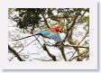 11MacawClayLick-135 * Red-and-Green Macaw * Red-and-Green Macaw