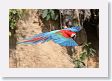 11MacawClayLick-146 * Red-and-Green Macaw * Red-and-Green Macaw