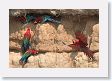 11MacawClayLick-147 * Red-and-Green Macaws * Red-and-Green Macaws