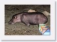 12TapirClayLick * (50 Slides)