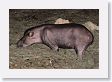 12TapirClayLick-021